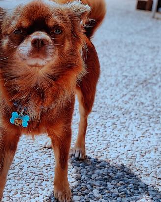 Disponibile chihuahua per monta