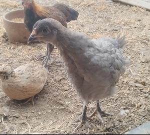 Galline Olive Egger 