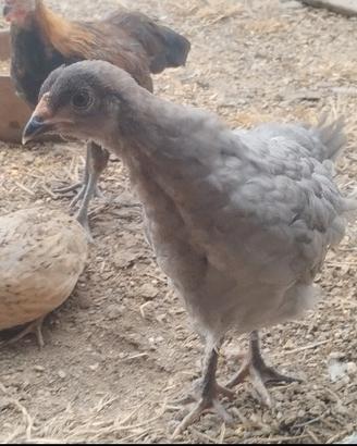 Galline Olive Egger 