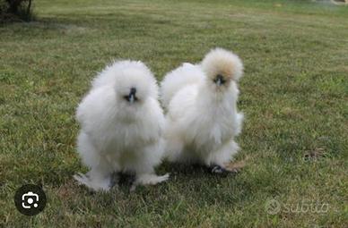 Galline Moroseta