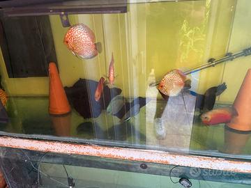 Discus