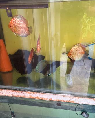 Discus