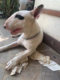 Bull terrier alta genealogia per monta