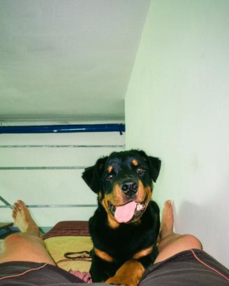 Rottweiler 6 mesi