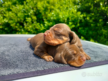 Cuccioli bassotto cioccolato pedigree ENCI