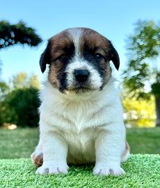 Jack Russell altissima genealogia
