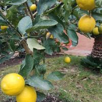 Limone Mayer