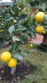 Limone 4 Stagioni 