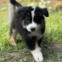 Cucciolo pastore australiano con pedigree ENCI
