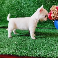 Chihuahua con pedigree enci