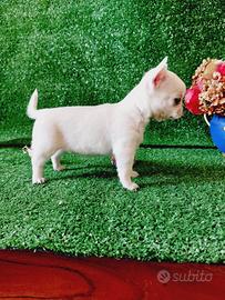 Chihuahua con pedigree enci