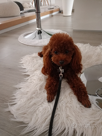 Stalloncino di Barboncino Toy cm 25