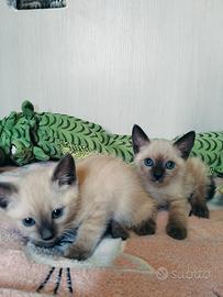 Gattine siamesi