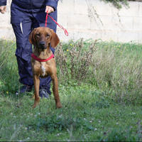Cucciolo segugio maremmano