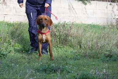 Cucciolo segugio maremmano