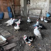 Anatre papere mute
