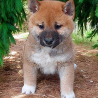Shiba Inu