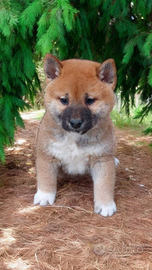 Shiba Inu