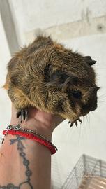 Cavie / porcellini d'india