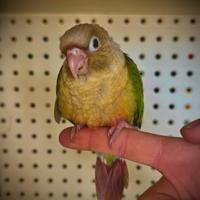 Pyrrhura Molinae allevati a mano