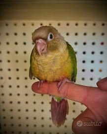 Pyrrhura Molinae allevati a mano