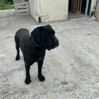 Cane corso per monta