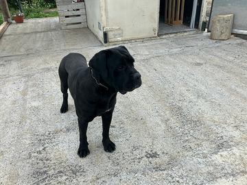 Cane corso per monta