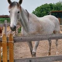 Cavalla