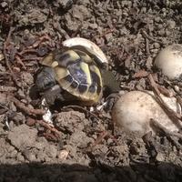Tartarughe Hermanni