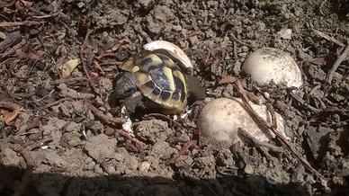 Tartarughe Hermanni