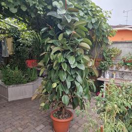 Ficus Elastica Robusta