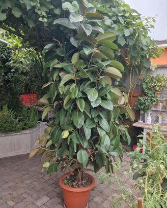 Ficus Elastica Robusta