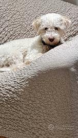 Lagotto romagnolo