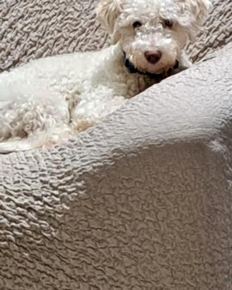 Lagotto romagnolo