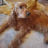 Cocker spaniel