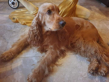 Cocker spaniel