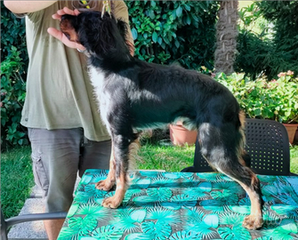 Epagneul breton per monte