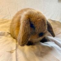 Cuccioli Minilop coniglio nano