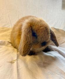 Cuccioli Minilop coniglio nano