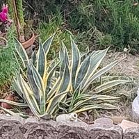 Piante di Agave Variegata 