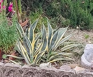 Piante di Agave Variegata 