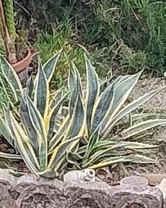 Piante di Agave Variegata 