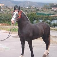 Cavallo
