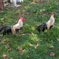 Gallo phoenix