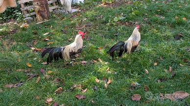 Gallo phoenix