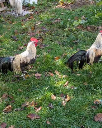 Gallo phoenix