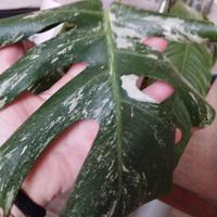 taglio foglia Monstera deliziosa albo variegradice