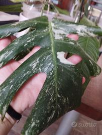 taglio foglia Monstera deliziosa albo variegradice