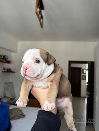American bully exotic