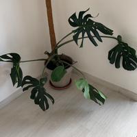 Monstera _ pianta da appartamento